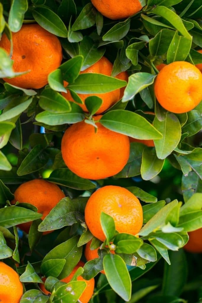 are mandarin oranges keto